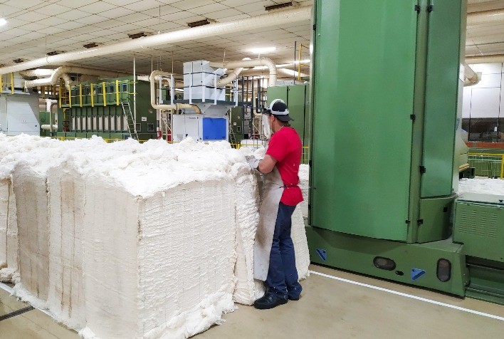 Exportações de Algodão Batem Recordes em Janeiro de 2025