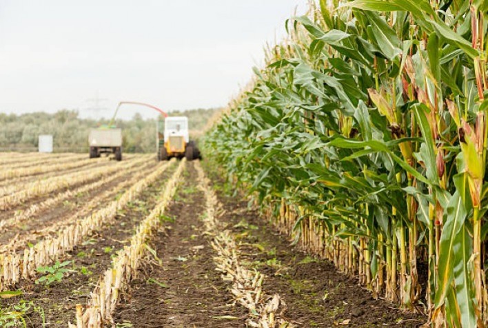 Silagem de Milho: Colheita Avança com Resultados Satisfatórios no RS
