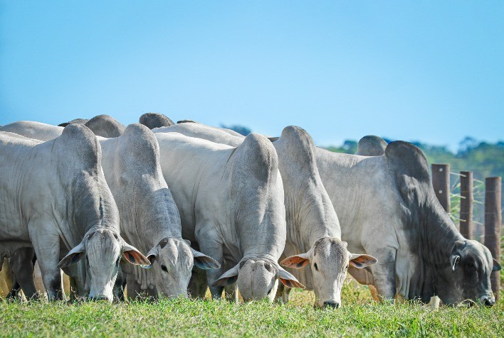 Estabilidade e Firmeza no Mercado Bovino: Cenário Positivo Abre o Ano
