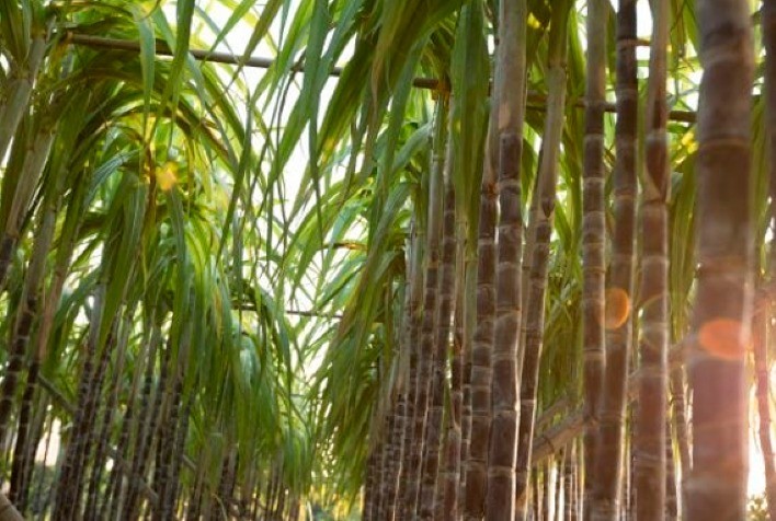 Novas Variedades de Cana-de-Açúcar Elevam Produtividade em Até 20%, Aponta CTC