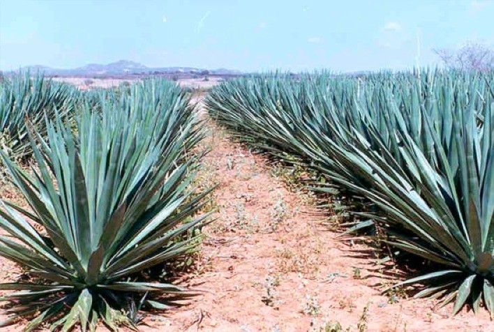 Projeto Inovador Promove Indústrias de Sisal para Produção de Biocombustível na Bahia