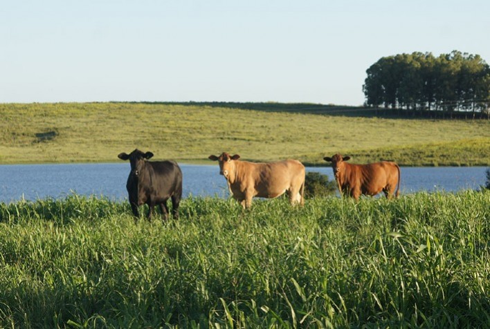 Planejamento forrageiro: um pilar para a eficiência na pecuária brasileira