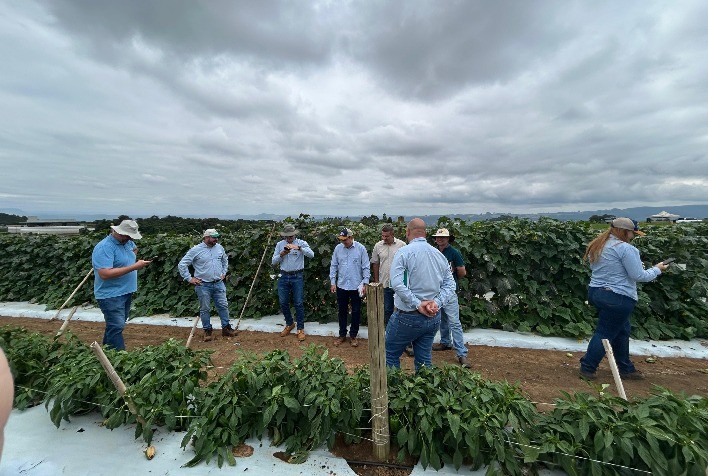 Agristar Testa Novas Variedades de Hortaliças em Estação Experimental de Ituporanga (SC)