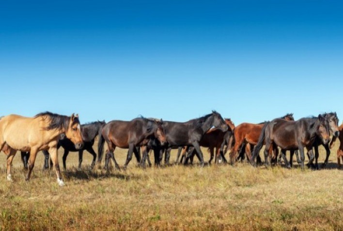 Vacinação de Equinos: Proteção, Desempenho e Cumprimento das Exigências Legais