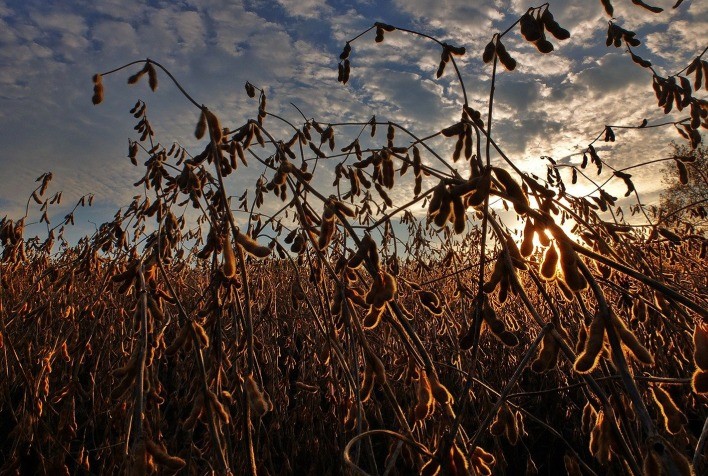 Projeção da Safra de Soja 2025: Brasil Lidera Produção, mas Desafios Climáticos Persiste