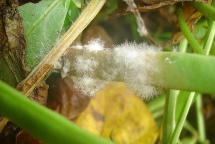 Excesso de Umidade em Patos de Minas Gera Preocupação com Mofo Branco nas Lavouras de Soja