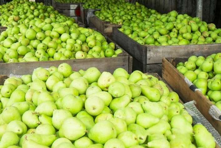 Importações de Pera Crescem para US$ 164 Milhões em 2024