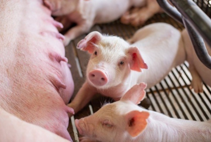 Pif Paf Alimentos Registra Recorde Histórico com Nascimento de 45 Leitões em Minas Gerais
