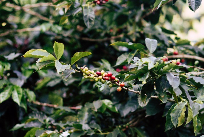 Mudanças climáticas: Desafios para o setor cafeeiro em 2025