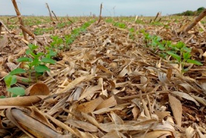 Práticas Sustentáveis na Agropecuária Podem Mitigar Emissões de CO₂ nas Américas