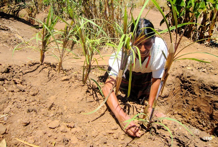 Novo Relatório da ONU Revela Alta Exposição Climática da América Latina e Caribe, Comprometendo a Segurança Alimentar