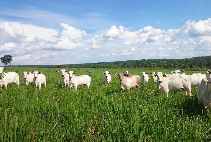 Chuvas favorecem pastagens, mas reservatórios seguem com níveis baixos