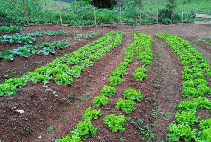 Escola Municipal de Santa Rita de Ibitipoca Desenvolve Projeto de Horta Escolar com Apoio da Emater-MG