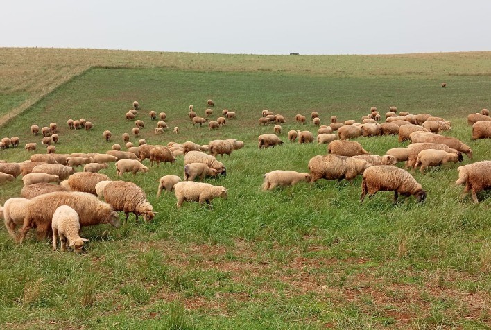 Sebrae/SC Fomenta a Ovinocaprinocultura no Oeste e Extremo Oeste Catarinense