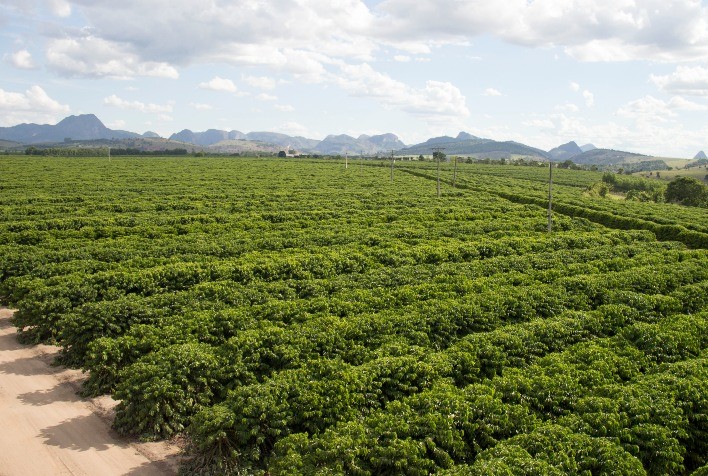 Dicas para Garantir uma Colheita Farta de Café