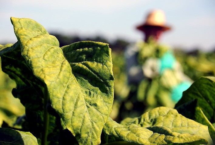 Irati Sedia Seminário sobre Trabalho Decente na Produção de Tabaco