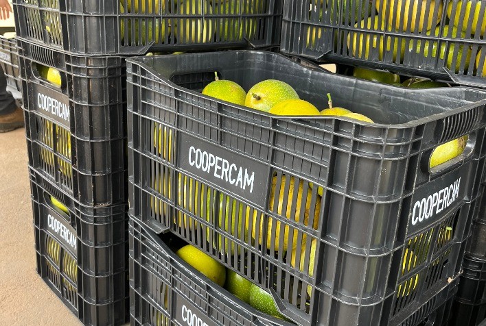 Coopercam Realiza Primeira Colheita do Projeto Fruticultura em Campos Gerais