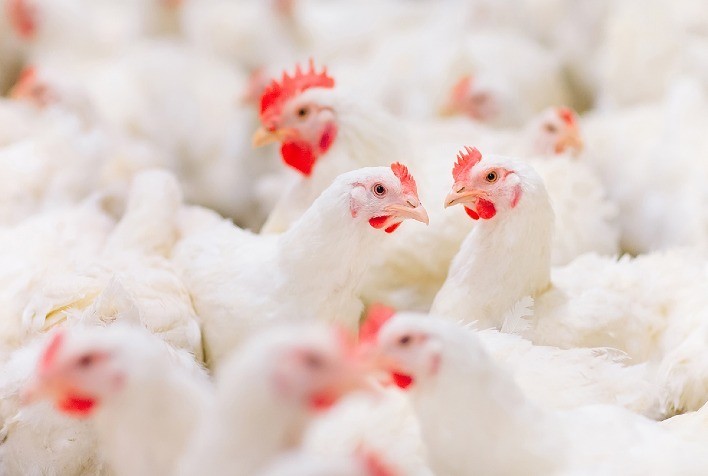 Trouw Nutrition Apresenta Soluções Inovadoras para Impulsionar a Segurança Alimentar e o Desempenho Avícola na IPPE 2025