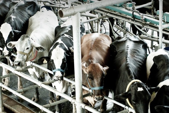 Setor lácteo de Goiás registra alta nos preços em janeiro