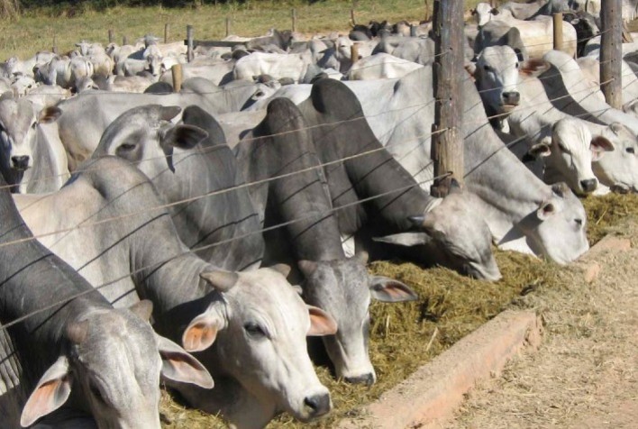 Pecuária Brasileira Rumo ao Crescimento: Inovação e Sustentabilidade Guiam Novo Ciclo