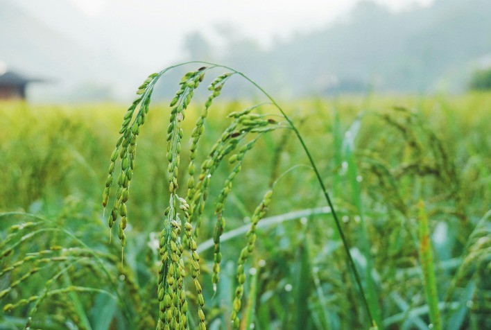 Nanotecnologia Eleva Resistência e Valor Nutricional do Arroz