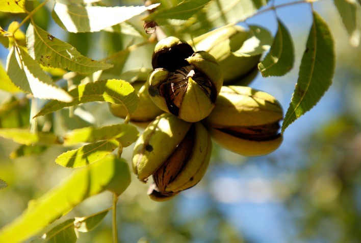 Impactos do La Niña na Produção de Pecan: Riscos e Estratégias de Irrigação