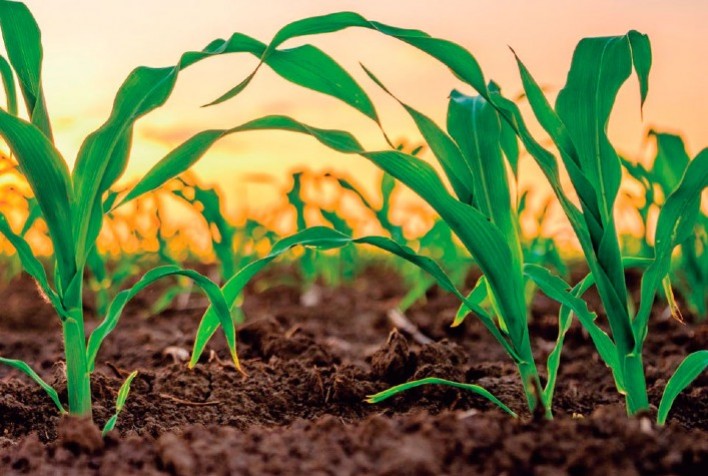 Bionutrição: Estratégia Inovadora para Potencializar a Segunda Safra de Milho no Cerrado