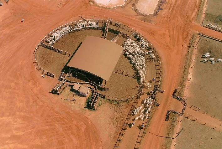 RAMAX-Group Impulsiona Pequenos e Médios Produtores Brasileiros ao Mercado Global de Carne