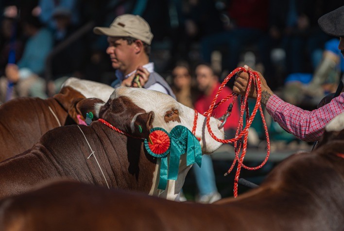 Brasil se Prepara para o 9º Congresso Mundial Braford
