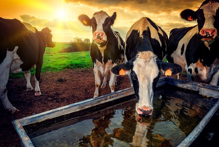 Epagri Lança Monitoramento de Estresse Térmico para Prevenir Perdas na Produção de Leite