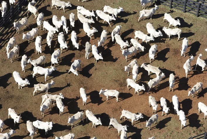 Indicador do Boi Datagro recebe apoio da Cargill e amplia alcance no setor pecuário