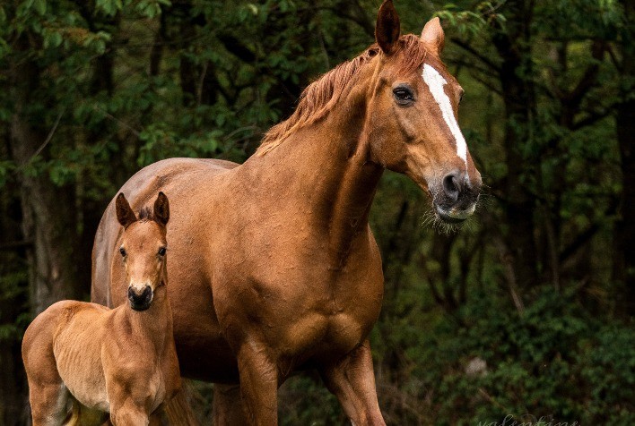 Vacinação e controle parasitário: pilares da saúde de éguas gestantes e potros