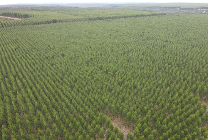 Minas Gerais Sedia o Fórum Forest Leaders para Discutir Siderurgia Verde