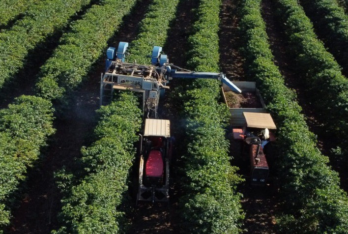 Produção de Café em São Paulo Cresce 8,2% em 2024, Apesar de Adversidades Climáticas