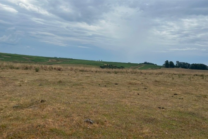 Estiagem no Rio Grande do Sul Compromete Mais da Metade da Safra