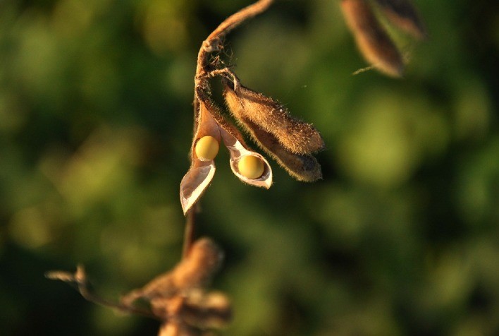 Baixas Generalizadas nas Commodities Agrícolas Marcam a Sexta-Feira