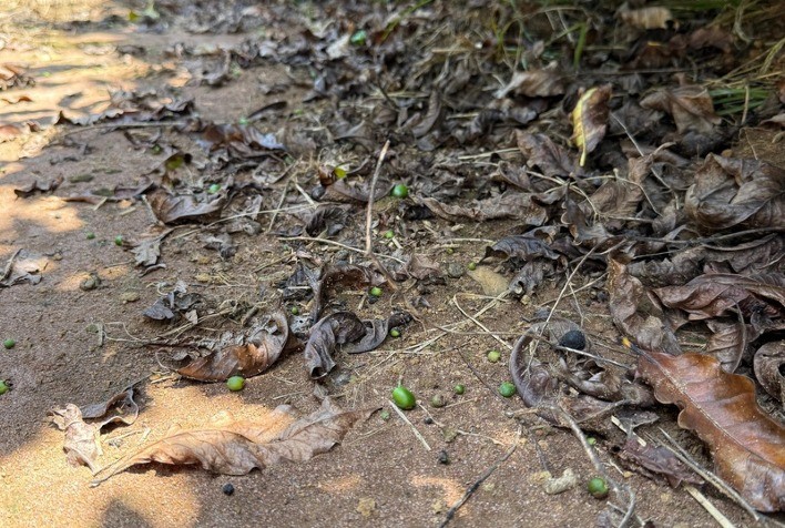 Impacto da Queda de Chumbinhos no Café Destaca a Importância do Manejo Durante a Seca de 2024