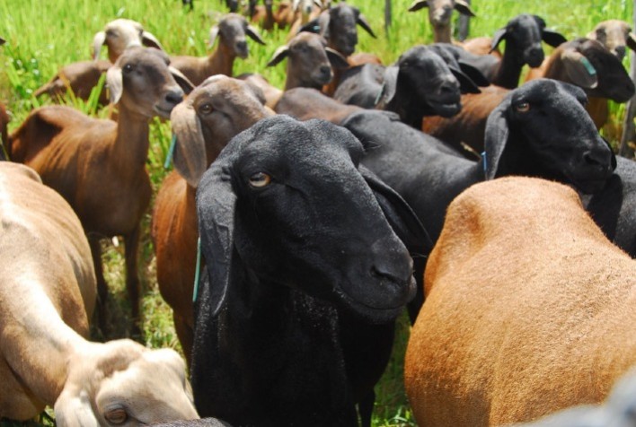 Embrapa Discute Potencial Abertura de Mercado para Exportação de Ovinos ao Kuwait