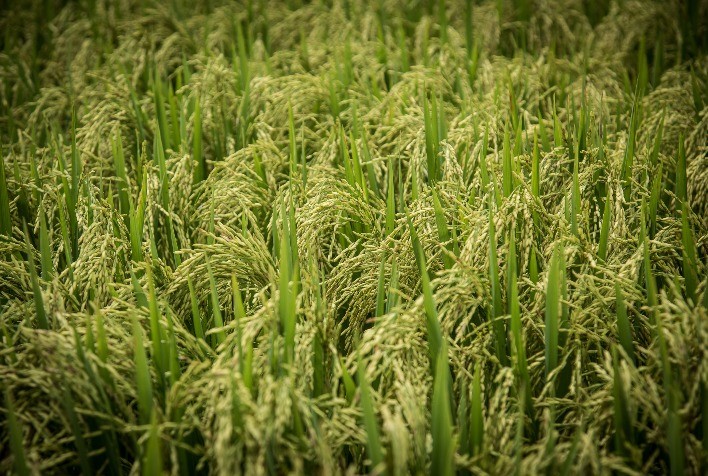 Safra de Arroz 2024/25: Qualidade e Abastecimento Assegurados