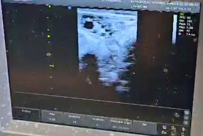 Estratégias para uma Reprodução Bovina Mais Eficiente