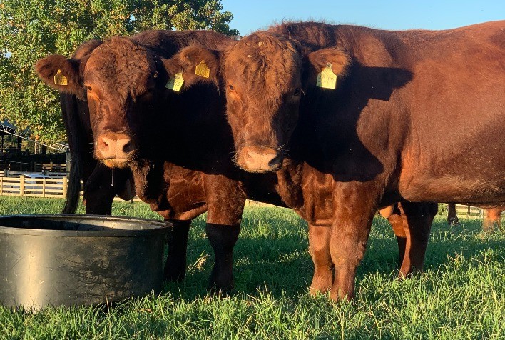 Ultrassonografia de Carcaça Destaca-se nas Avaliações do Promebo em 2024