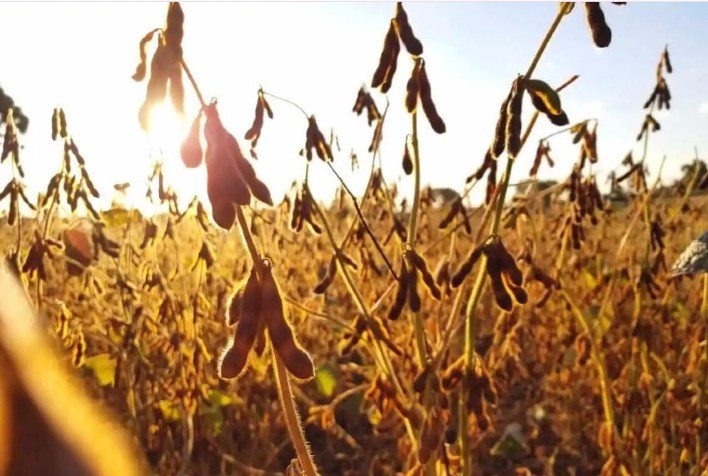 Custo da soja sobe 3,92% em Mato Grosso e preocupa produtores