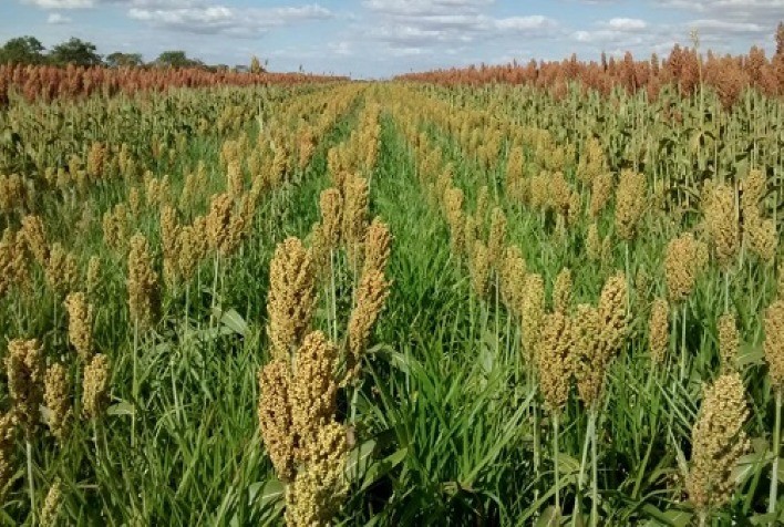 Uso de Plantas de Cobertura Cresce entre Produtores Rurais, Aponta Estudo