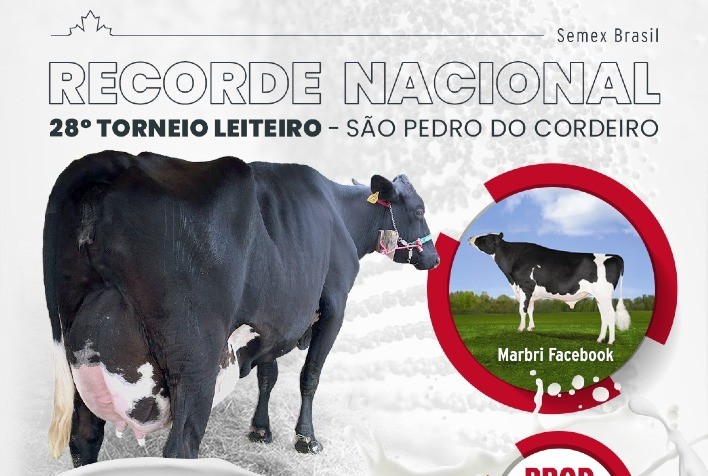 Semex Brasil Estabelece Recorde Nacional de Produção Leiteira com Filha do Touro Marbri Facebook