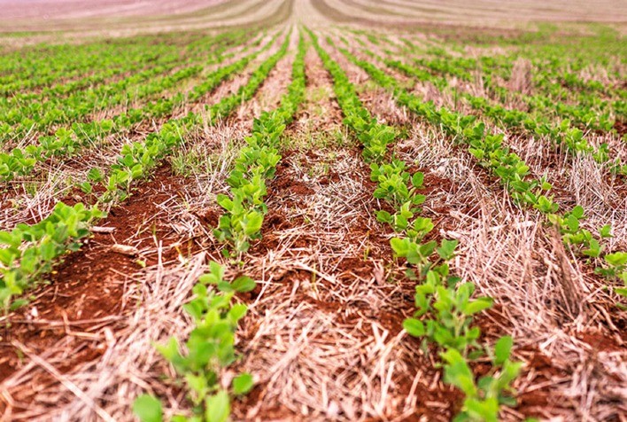 Novas Cultivares de Soja Combinam Tolerância a Herbicidas e Resistência às Principais Pragas da Cultura