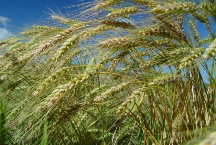 Mercado de Trigo Mantém Ritmo Lento e Preços Estáveis