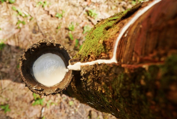 Queda de Preço da Borracha Natural Importada em Janeiro: 7,7%