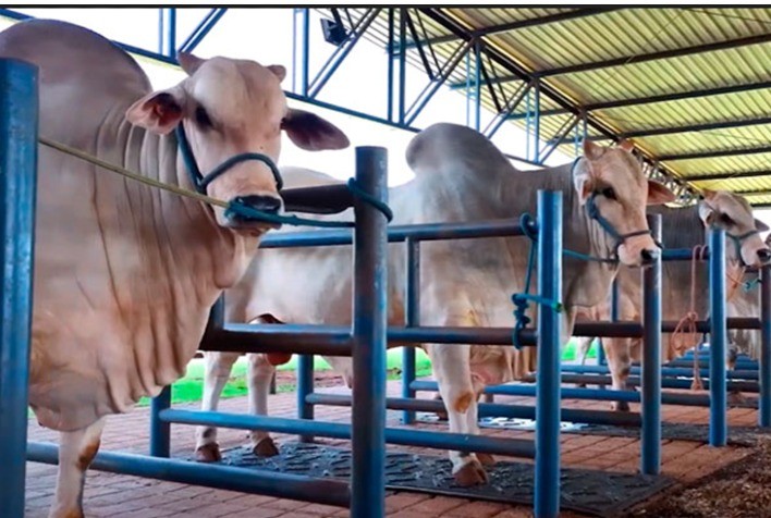 Alta Genética Reforça Presença na Expoinel Minas com Central Aberta para Criadores