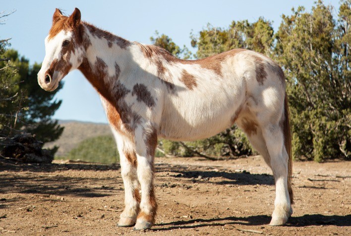 Garrotilho em Equinos: Prevenção como Estratégia Crucial