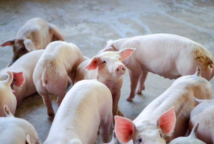 Doença do Edema: Desafios e Prevenção na Suinocultura Pós-Desmame